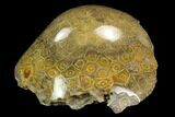 Polished Fossil Coral (Actinocyathus) - Morocco #128184-2